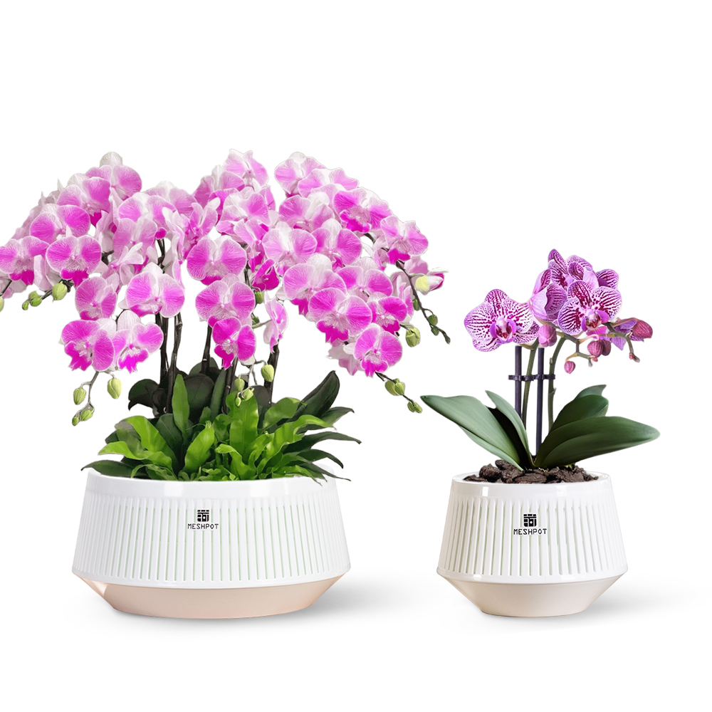 Aloe Vera Pot - กระถางกล้วยไม้แบบตาข่ายพร้อมรูระบายน้ำและจานรอง กระถางต้นไม้สำหรับปลูกในร่มและกลางแจ้ง พื้นผิวแบบเจาะรูช่วยระบายอากาศ