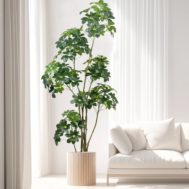 74in Tropical Tree ขนาดใหญ่ประ - Dracaena Marginata บทวิจารณ์และราคา