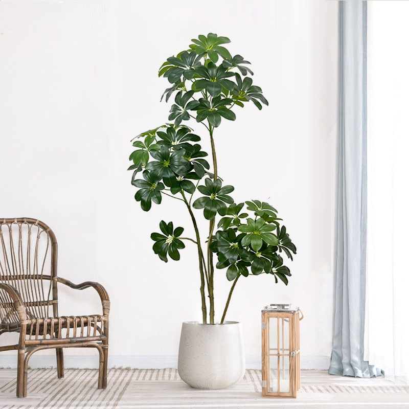 74in Tropical Tree ขนาดใหญ่ประ - Dracaena Marginata บทวิจารณ์และราคา