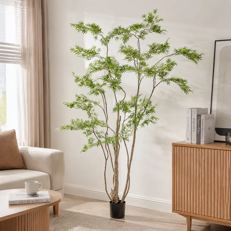 ต้นเมเปิ้ลญี่ปุ่นประดิษฐ์ในกระ - Dracaena Marginata บทวิจารณ์และราคา