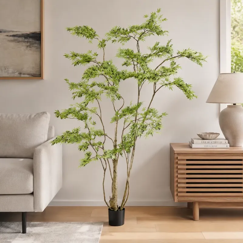 ต้นเมเปิ้ลญี่ปุ่นประดิษฐ์ในกระ - Dracaena Marginata บทวิจารณ์และราคา