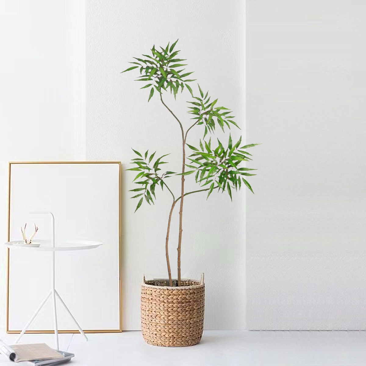 ต้นปาล์มปลอม pohon beringin เท - Dracaena Marginata บทวิจารณ์และราคา
