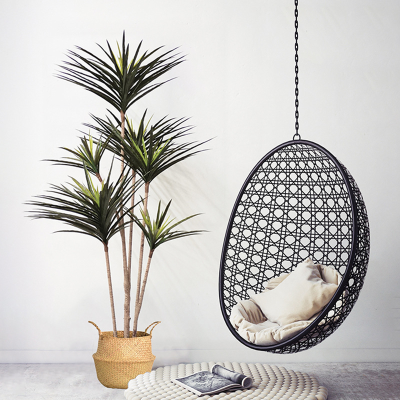 90-120ซม.ขนาดใหญ่ Dracaena ประ - Dracaena Marginata บทวิจารณ์และราคา
