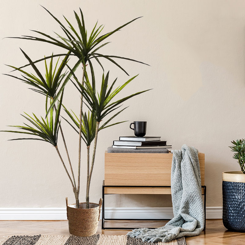 90-120ซม.ขนาดใหญ่ Dracaena ประ - Dracaena Marginata บทวิจารณ์และราคา