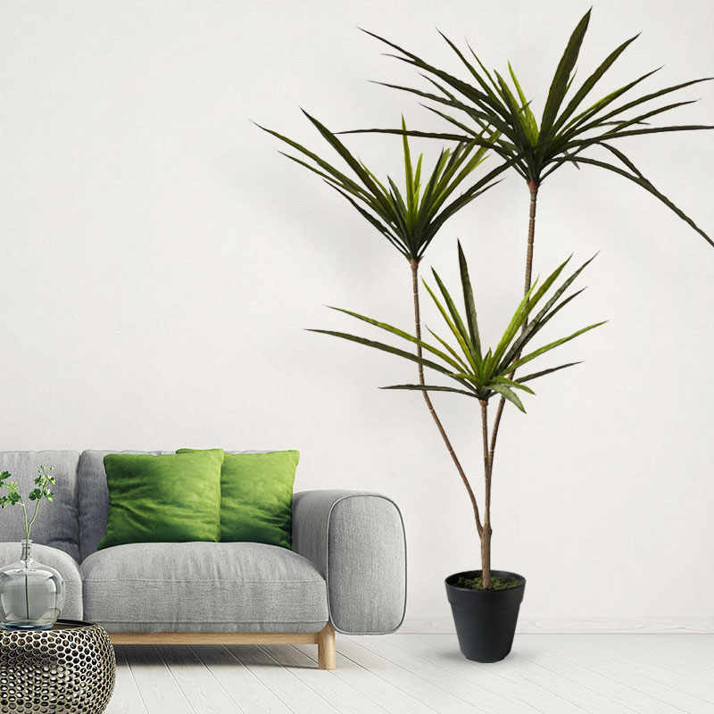 90-120ซม.ขนาดใหญ่ Dracaena ประ - Dracaena Marginata บทวิจารณ์และราคา