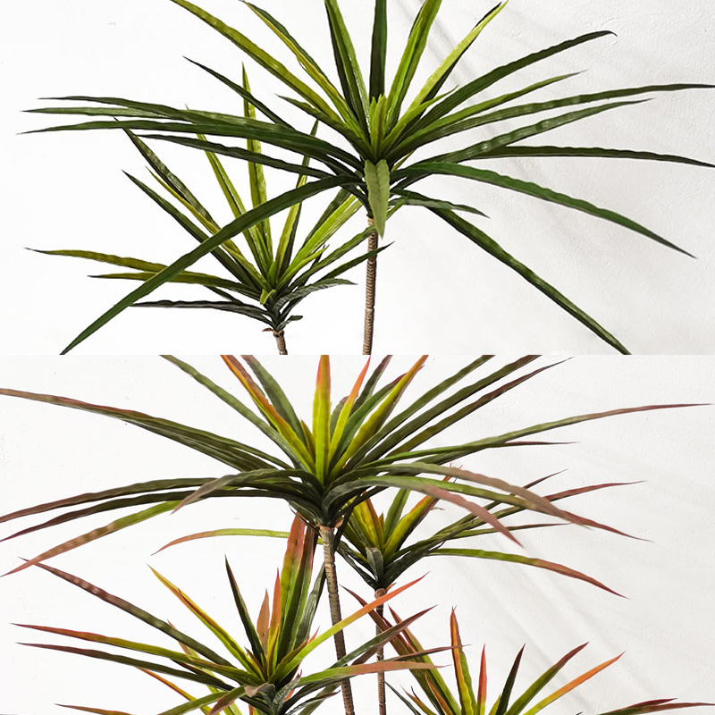 90-120ซม.ขนาดใหญ่ Dracaena ประ - Dracaena Marginata บทวิจารณ์และราคา