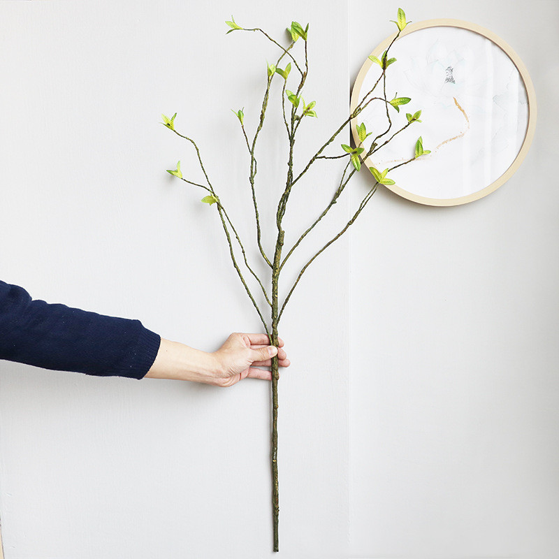 หวายเทียมแบบใหม่เถาวัลย์พืชสีเ - Dracaena Marginata บทวิจารณ์และราคา