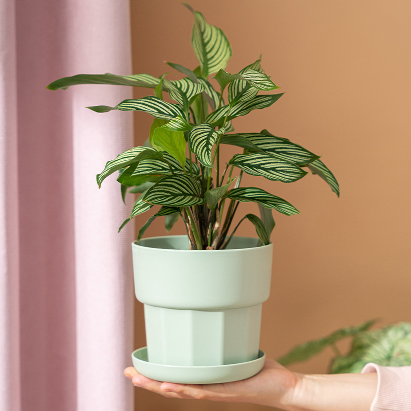 กระถางต้นไม้พลาสติกเรซิ่นแบบมิ - Aloe Vera Pot บทวิจารณ์และราคา