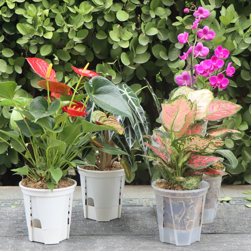 5 ชิ้นโปร่งใส Orchid หม้อหลุม  - Aloe Vera Pot บทวิจารณ์และราคา